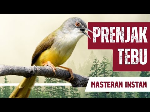 CIBLEK TEBU // Suara Pikat dan Master