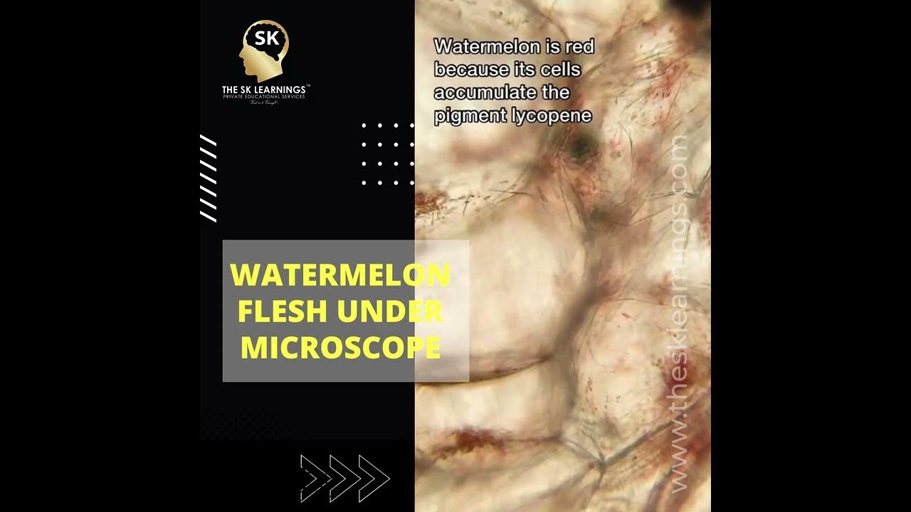 watermelon under microscope YouTube
