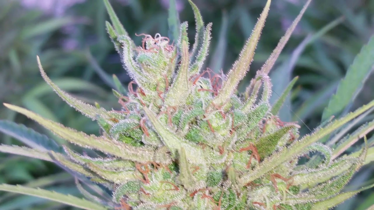 Close-up Bud Shots (part 2 of 10)