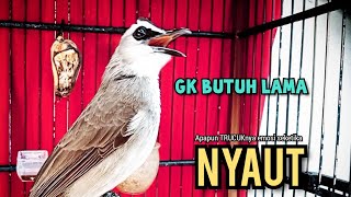 TRUCUK BETINA Memanggil lawan, pancingan trucuk agar BUNYI GACOR 