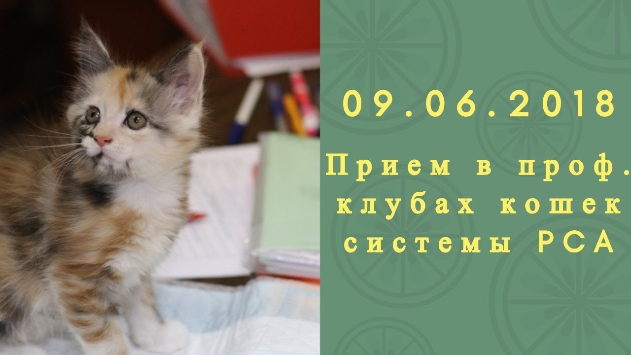 кошки породы Прием в проф. клубах кошек PCA 09.06.2018г