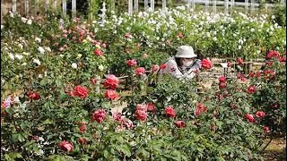 秋バラが５分咲き　川崎・生田緑地ばら苑