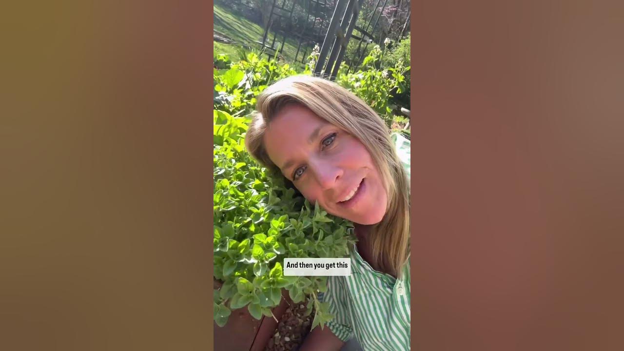 Did you know oregano comes back every year in the garden? gardening 