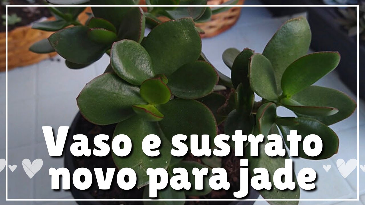 Replantando a Jade (Crassula ovata)