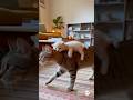 Mommy cat carrying her baby on her back😆😆😆 #catsoftiktok #cute #viral #fyp #cat