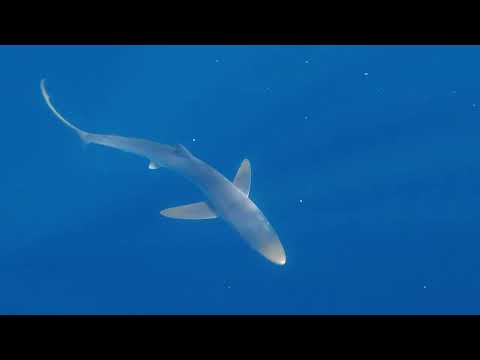 Beautiful Blues: Blue Shark Snorkelling in Cornwall, UK (TEASER VIDEO)