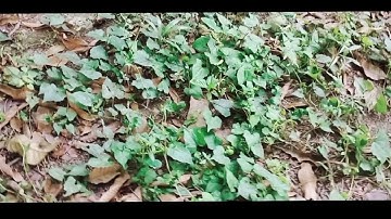 How To Joint Picture Editing Green Background On Funny Way