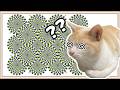 【驚愕】猫にトリックアートのドッキリをしかけた結果…!?