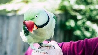Indian Ring Neck Talking Parrot