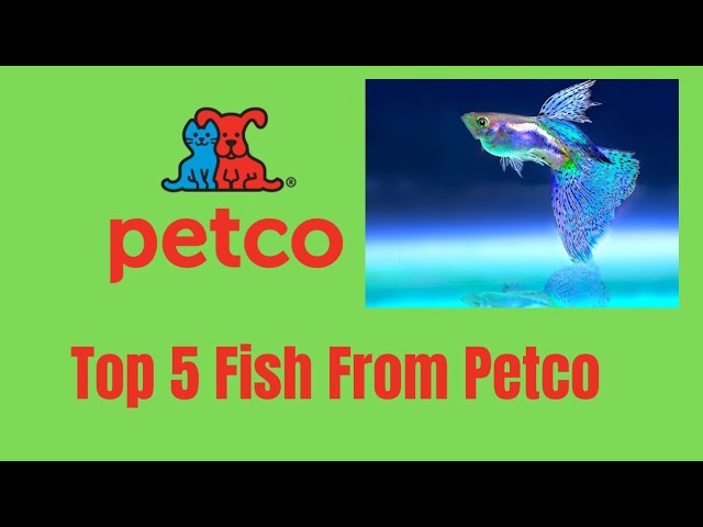 TOP 5 Fish From Petco *What Fish To Buy* 