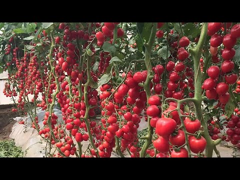 ТОЛЬКО ПОСЛЕ ЭТОГО