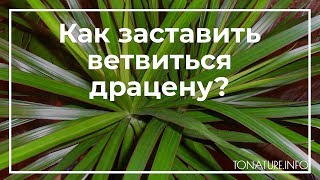 Как заставить ветвиться драцену? | toNature.Info