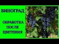 ВИНОГРАД 2020.ОБЯЗАТЕЛЬНАЯ ОБРАБОТКА ВИНОГРАДА ПОСЛЕ ЦВЕТЕНИЯ.УХОД ЗА ВИНОГРАДОМ.ВИНОГРАД В ТЕПЛИЦЕ.