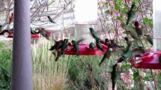 Hummingbird frenzy