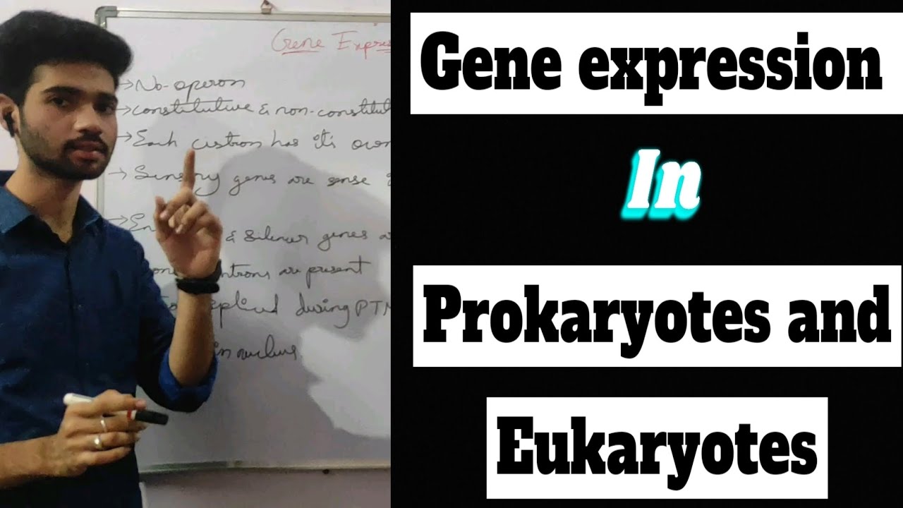 Gene expression in prokaryotes and eukaryotes - YouTube