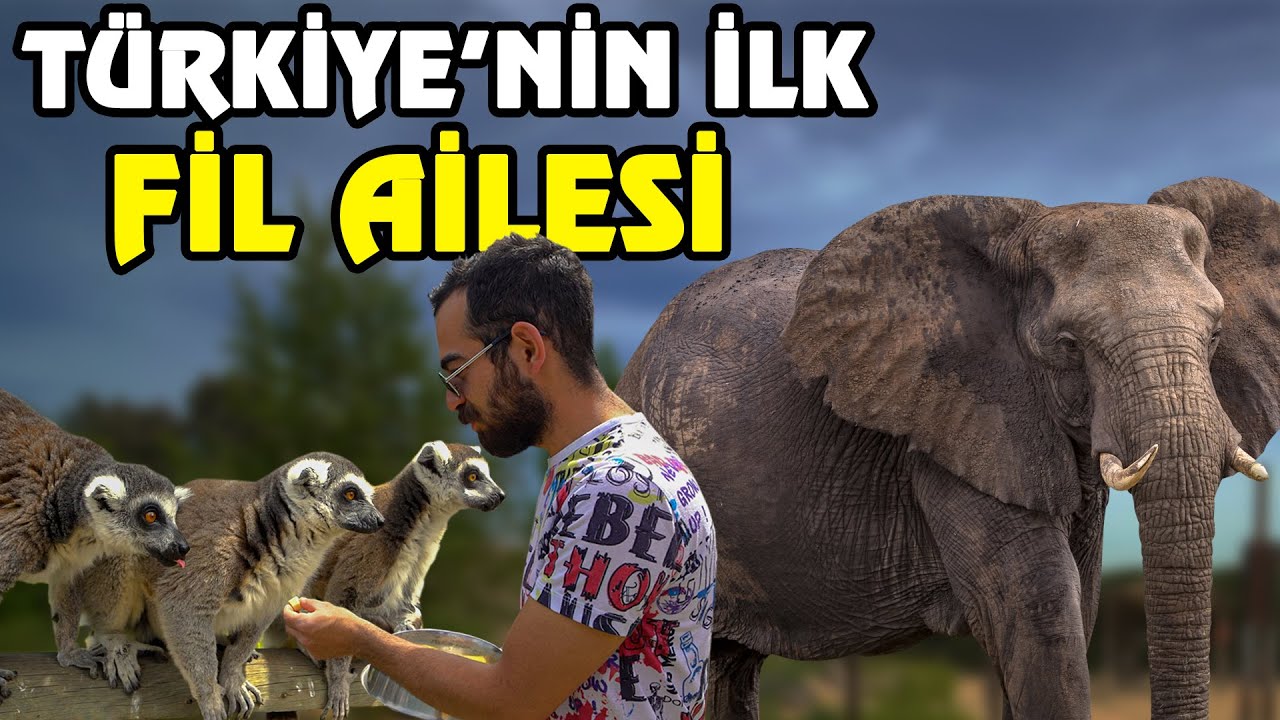 ЭТИХ ЖИВОТНЫХ НЕТ В ДРУГОМ МЕСТЕ! - СЛОН, ЛЕМУР, ГИПОТЫ, МАРМОЗЕТКИ