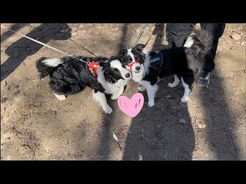 小狗狗也有爱情吗？来磕这对青梅竹马的边牧CP，有点甜—border collie Mia