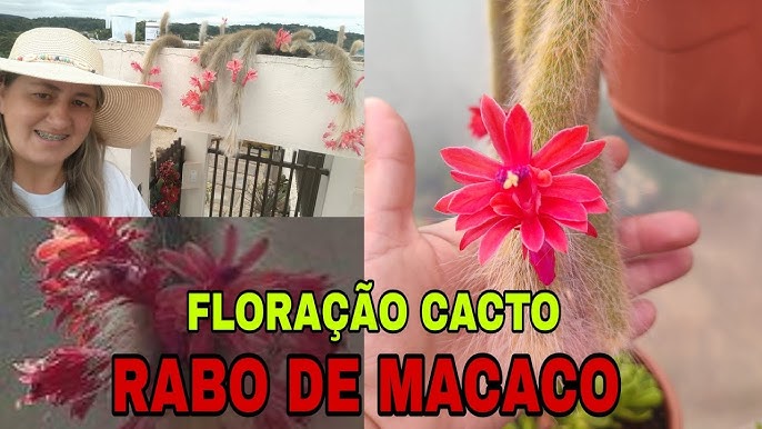 RABO DE MACACO LUXURY FENDI – Bem Me Quer Flores & Design