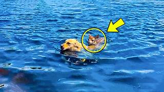 Dog Was Walking On The Beach, Then He Dove Into The Water! Just Watch What He Pulled Out!