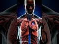 AQI Effects on Lungs, Heart & Brain (CGI) #AQI #AirQuality #MedicalCGI #BodyInside #HealthFacts