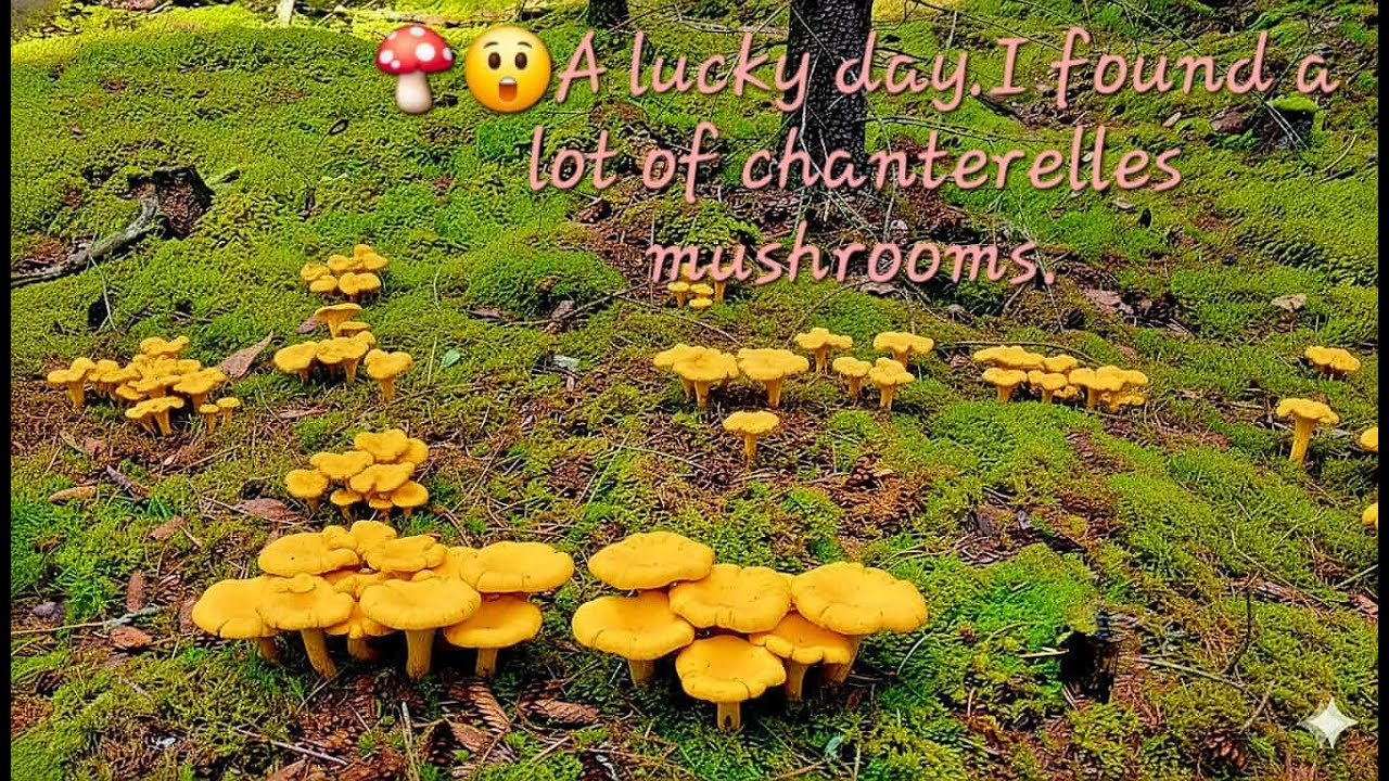 💖🍄   A lucky day. I found a lot of chanterelles mushrooms.