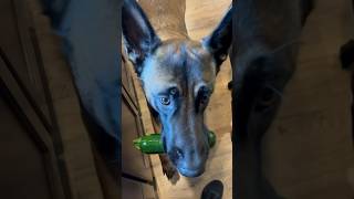 Dog Makes Zucchini And Egg Snack #dog  #dogfood #dogsnack