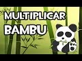 Multiplicar bambú | Huerto y Jardín