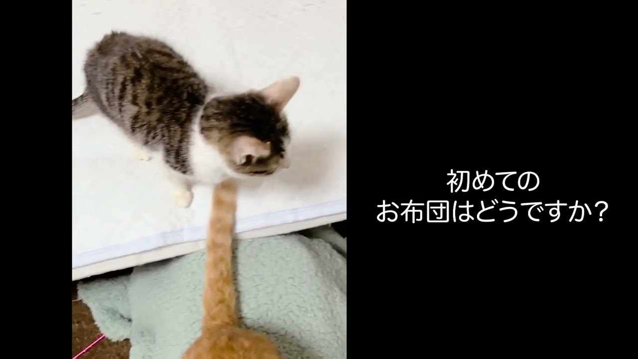 【壮絶な多頭飼育崩壊との出会い】まずは5匹レスキュー　