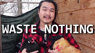 Use All Parts of a Chicken - Daisy and Truffle screenshot 4