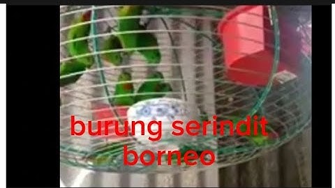 burung serindit borneo