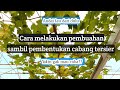 Pangkas pembuahan‼️Pembentukan cabang tersier anggur🍇🍇#lomboknganggur #anggur #berbuahlebat