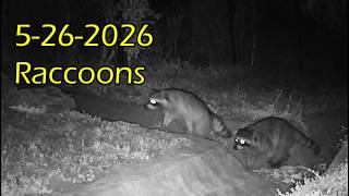 5 26 2026 Raccoons