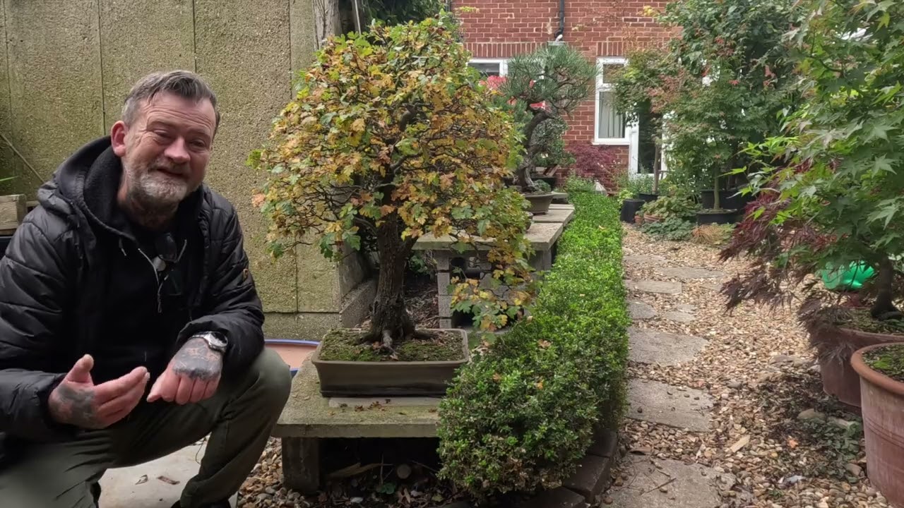 Техники бонсай: Сбор деревьев в природе (Ямадори) Гарри Харрингтона