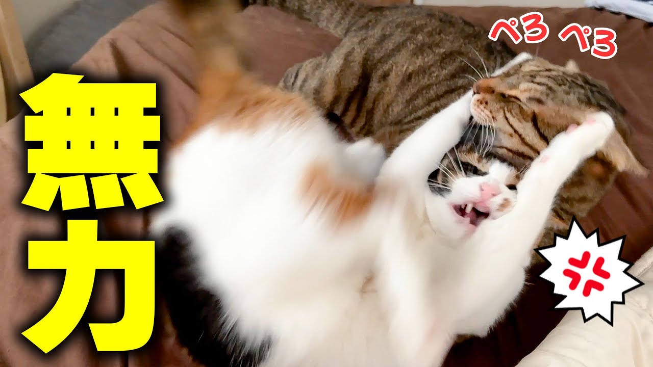 ぶ*猫様 最後まで　英語 ぶ*猫様 最後まで 英語 Just before I said goodbye to the cats