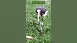 Suara Bangau Tongtong #animal #animals #bangau #suaraburung #burunggacor #shorts #viralshort