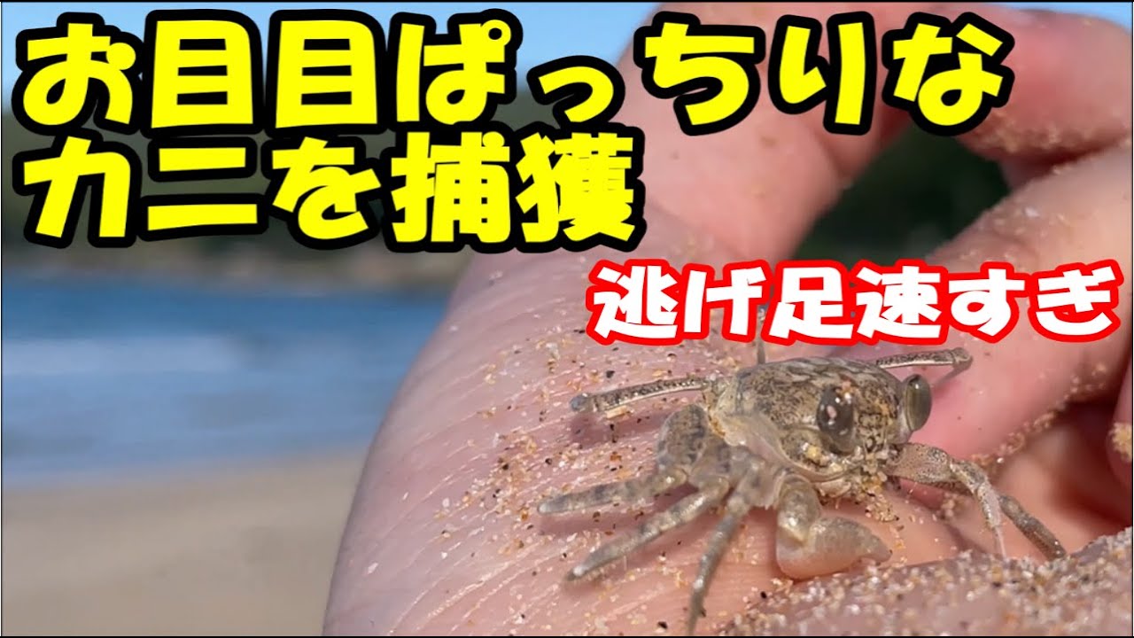 砂浜最速 ゴキブリやフナムシレベルで速い カニ を追いかけてとっ捕まえた Youtube