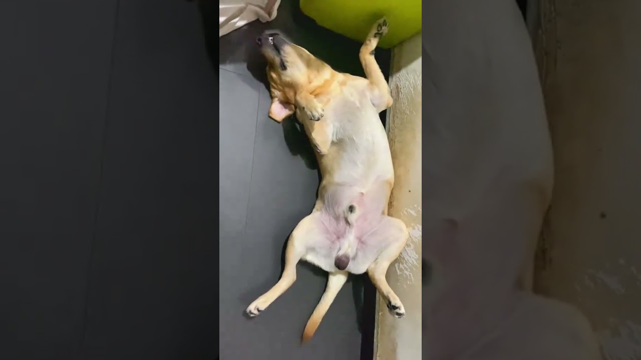 When Life Gets Ruff… Just Nap It Out 🐶💤 