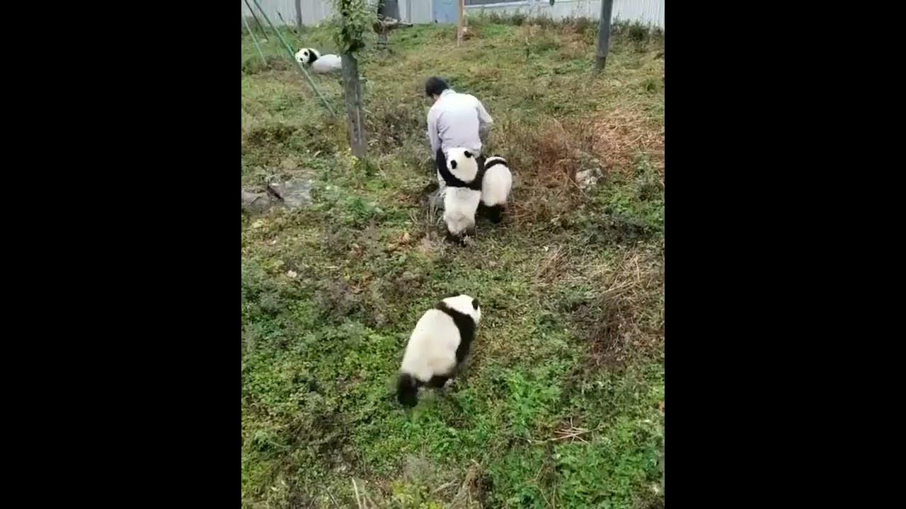 panda-caretaker-viralvideo-youtube