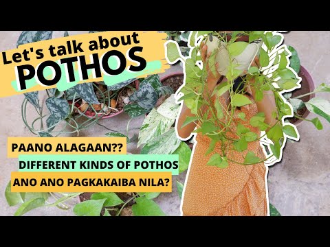 ALL ABOUT POTHOS | Paano Alagaan ang Pothos? Iba&rsquo;t Ibang Uri at Pagkakaiba? With Names (Philippines)