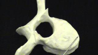 Dr Mitch's Anatomy: Vertebrae Differences