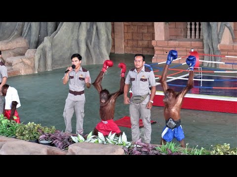 Funny Orangutan Boxing Show Must Watch - Orangutan Show at Phnom Penh City Zoo