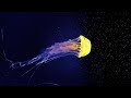 شاهد قنديل البحر المضيء Watch The Glowing Jellyfish 