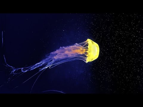 شاهد قنديل البحر المضيء    