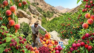 🍑 Harvesting Dena's Wild Fruits | Secrets of the Nomads and the Amazing Valleys of Zagros