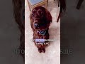 Трудности дрессировки #сеттер #ирландскийсеттер