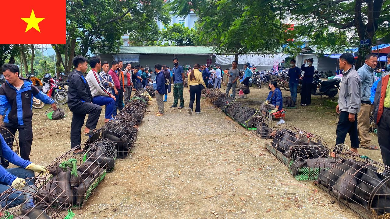Скрытый рынок Вьетнама — откройте для себя рынок в глубине леса.