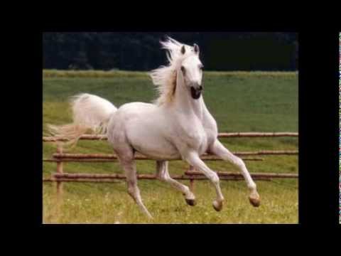 قصيد و آية الله قد خصت بها العرب ل موسى شعيب