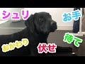 黒ラブラドールレトリバー パピーのシュリが　お手　おかわり　伏せ　待て　できたよ♬