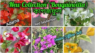 Bougainvilla New collection #bougainvillea #flowervase #sell #flowers