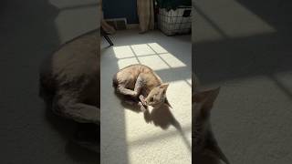 ✅ Maple catching her tail 🐱 #catshorts #devonrexcat #funnycats
